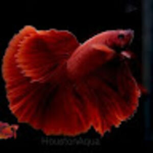 julianna_roberts avatar