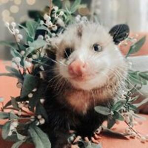 raven3feathers avatar