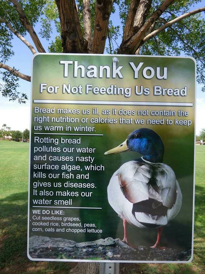 This Sign Explains Why Feeding Ducks Bread Isn't A Good Idea