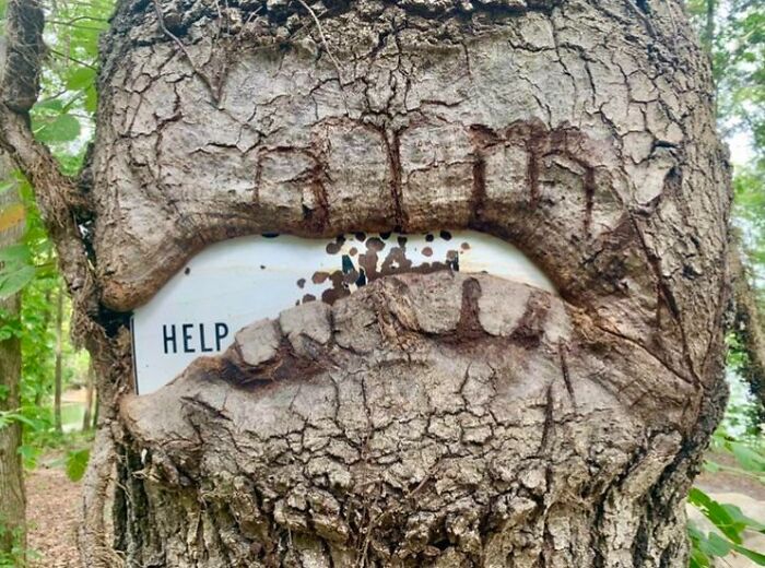 Un árbol creció alrededor de este cartel, dejando visible solamente la palabra “Ayuda”