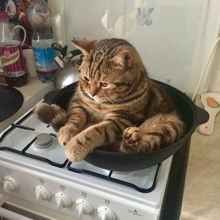 "Just Do It Linda, Turn On The Stove"