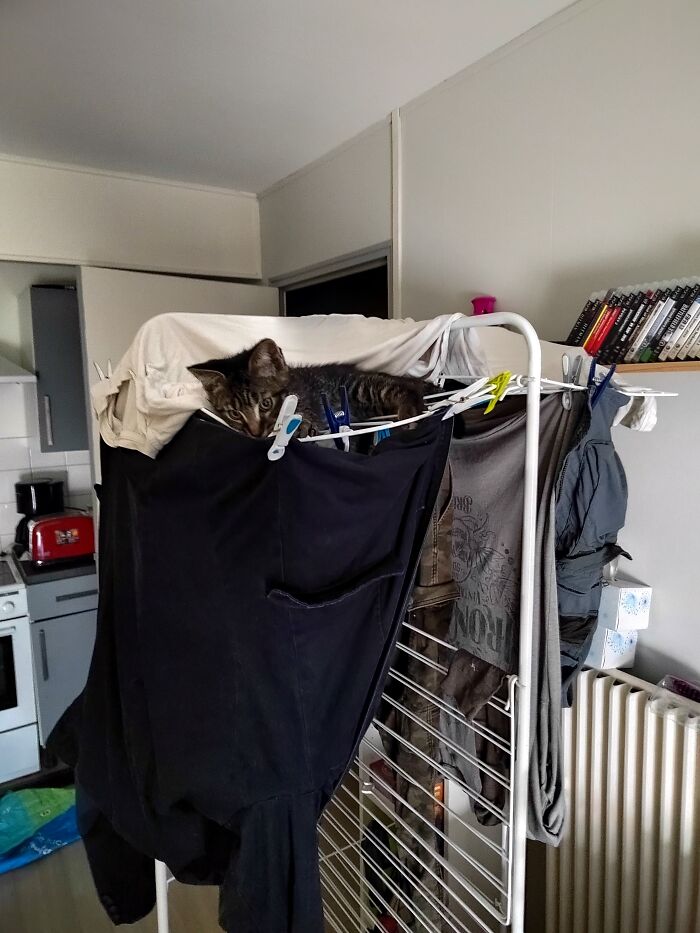 Kitten Keep On Escalading The Clothes Dryer And Chewing On The Clothespins, Making Them Fall