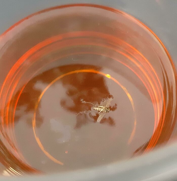 I Smashed A Mosquito And It Landed In My Beer