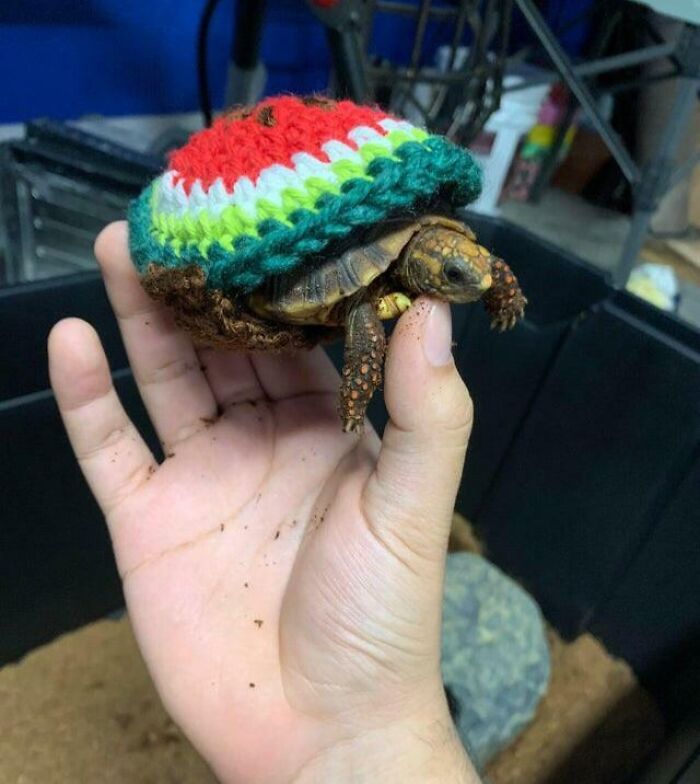 My Grandma Didn’t Want Me To Get A Tortoise. I Come Home And My Tortoise Is Wearing A Watermelon Sweater