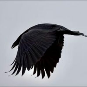 littlewomanly1 avatar