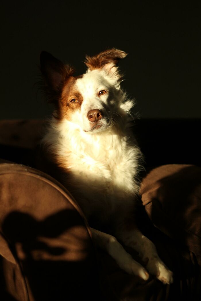 Retrato renacentista casual de mi perro en el sofá