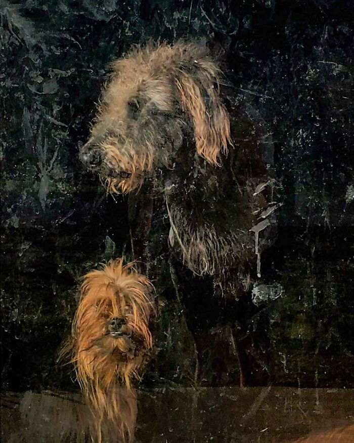 The Dogs Through A Dirty Glass Door Look Like A Old Painting