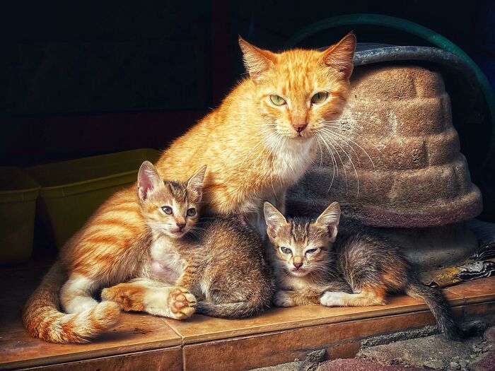 Una familia de gatos callejeros se mudó con nosotros
