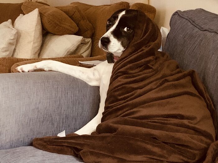 This Picture My Mom Sent Me Of Her Dog Has Big Rembrandt Energy