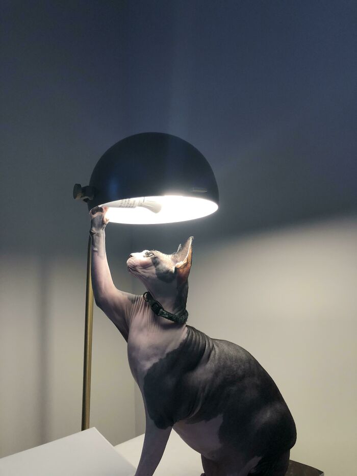 My Cat And A Lamp