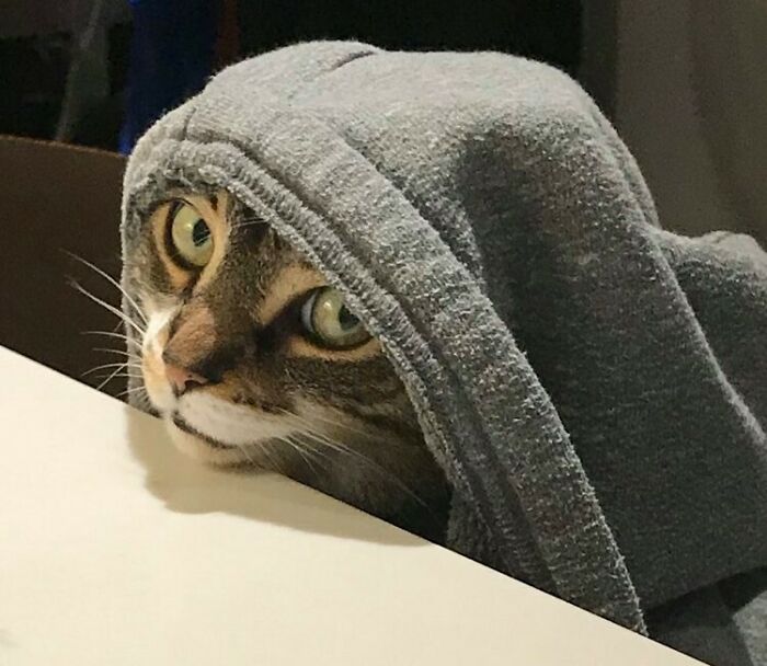 My Partner's Cat Wearing Her Hood
