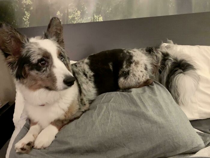 My Corgi Always Sits On The Pillows On My Bed Like Royalty