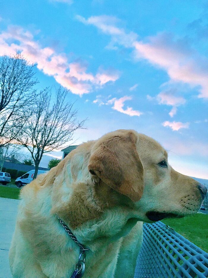 Sunset Walks In The Park With Charlie