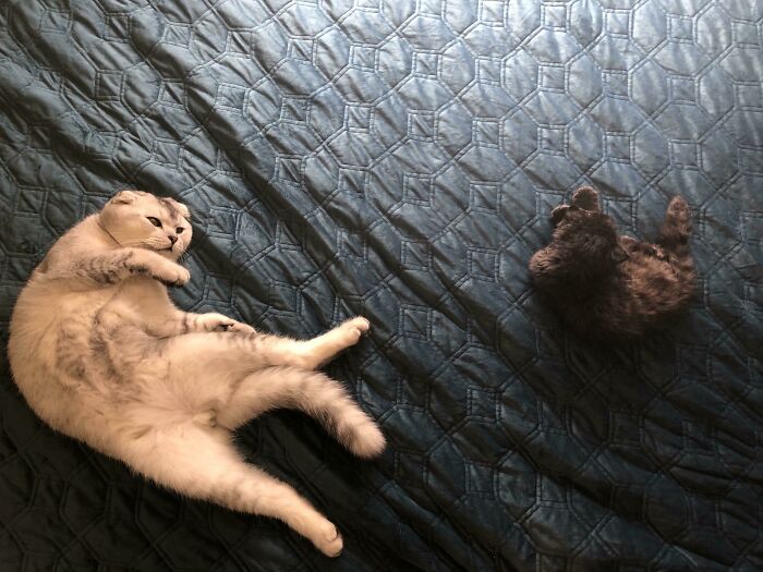 The Creation Of Bill, Cat On Cover, 2020