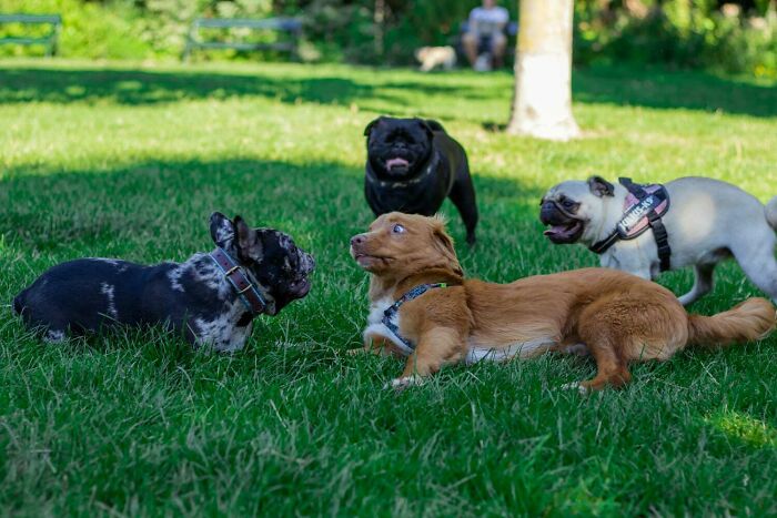 My Pup Being Ambushed By Pugs
