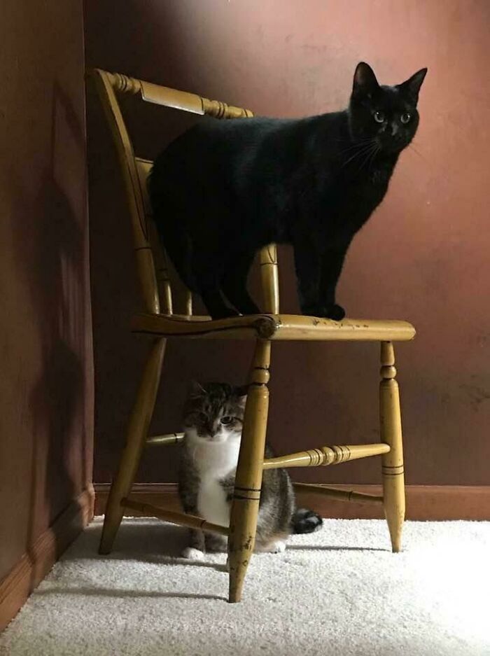 Renaissance Cats