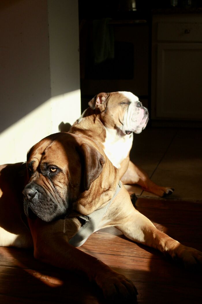 My Dogs Sunbathing