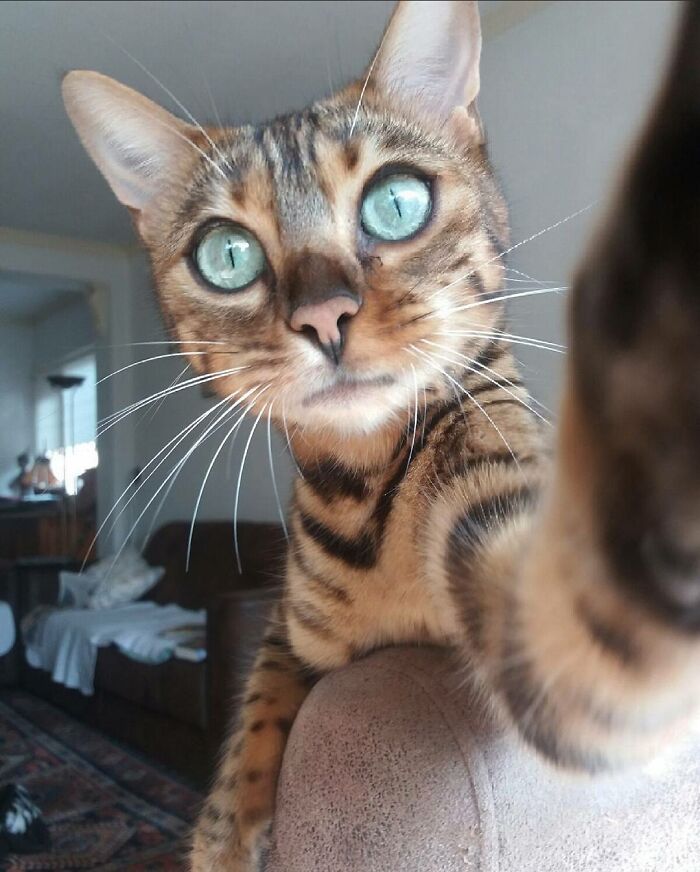 My Bengal Took A Selfie