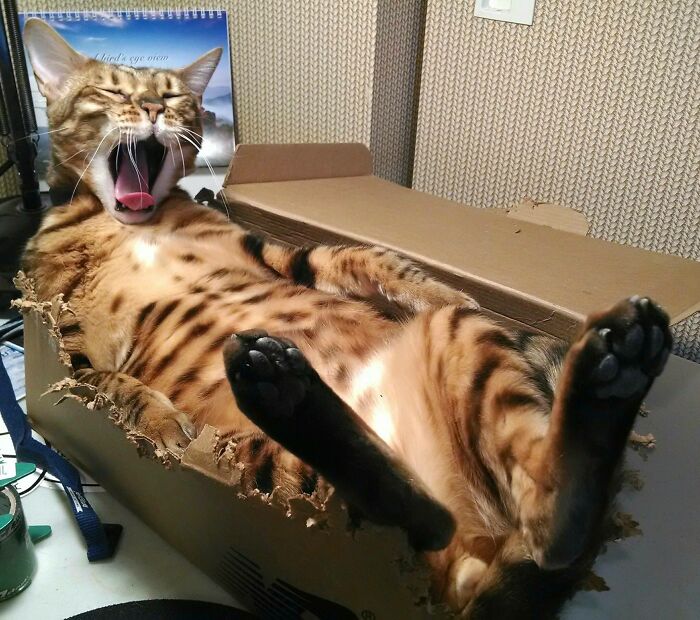Damian, My Bengal Cat, Waking Up From Napping In A Box