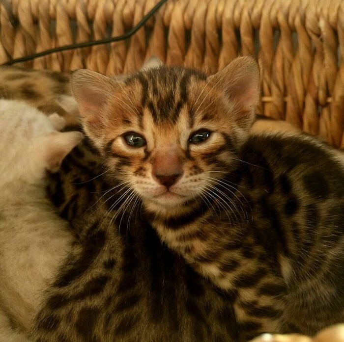 My Little Bengal Just Opened Its Eyes