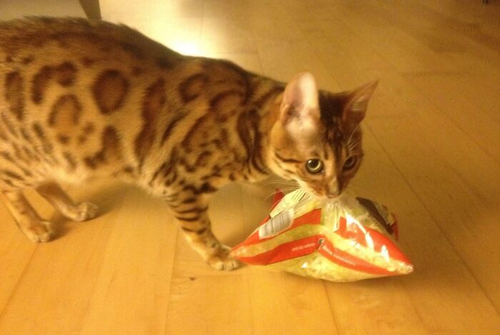 My Crazy Bengal Cat Thinks All Plastic Bags Have Meat In Them So Here He Is Walking Around With Shredded Cabbage (And Growling!)