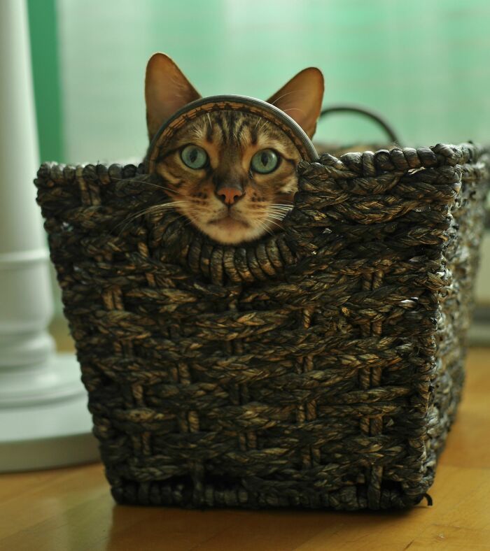Found My Bengal Cat In The Basket