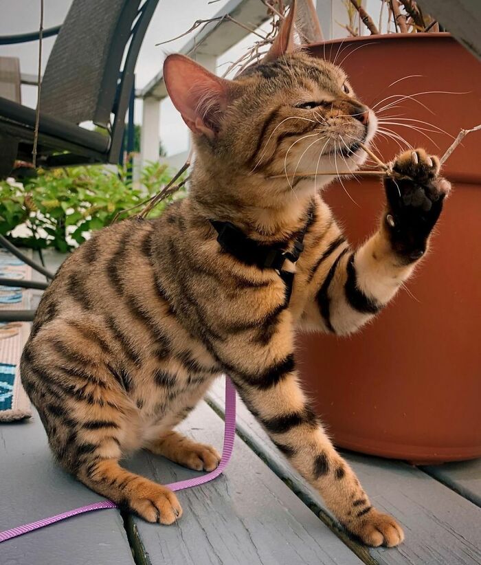 Bengal Rescue Who's Full Of Curiosity