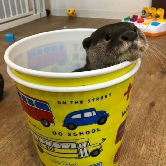 Cute Otter In A Cute Bucket