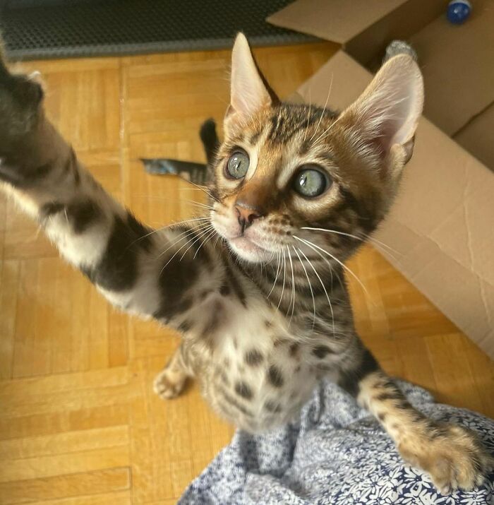 Cute Bengal Kitten Zeus