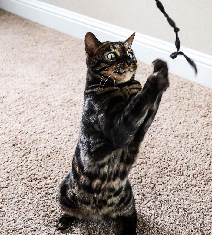 Mose The Charcoal Bengal