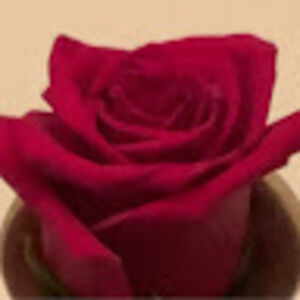 madalenaaguilar avatar