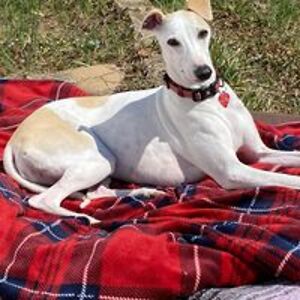 conservative51 avatar