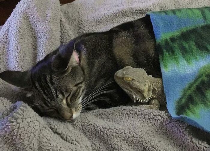My Cat Pretty Much Adopted My Rescue Lizard As Her Weird Scaly Kitten And The Two Are Inseparable