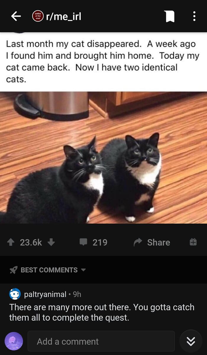 Blessed_cats