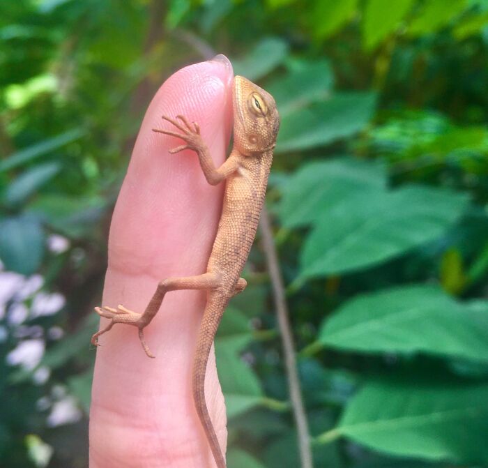 I Know It’s Not That Cute, But Look At This Baby Lizard I Found