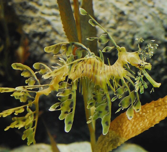 Leafy Seadragon floating underwater 