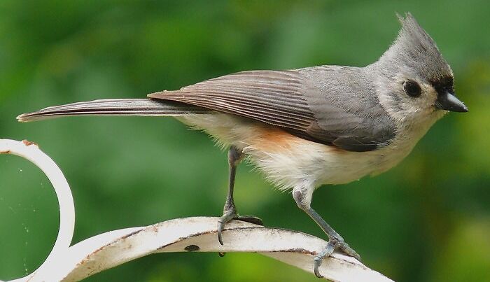 Grey and white Tufted Titmouse 