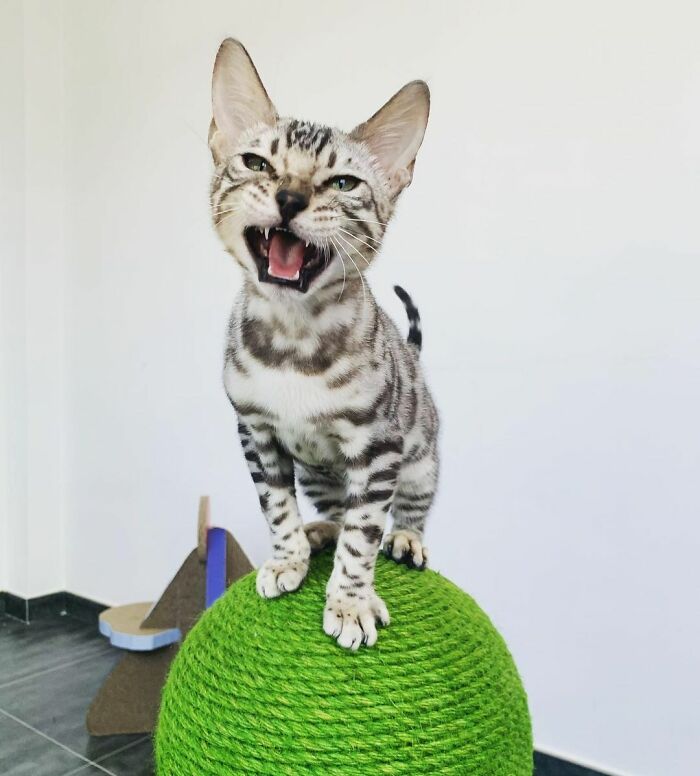 Bengal Kitten Tangyuan