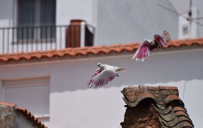 These Two Mutant Pigeons With Pink Wings. Benquerencia De La Serena, Spain