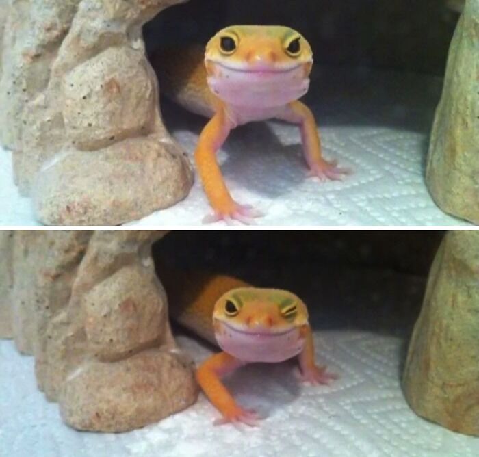 Photogenic Lizard