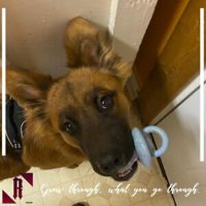 jamesdcarmichael avatar