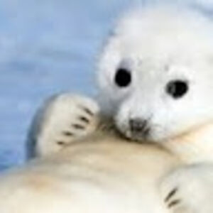 elizabethfowlkes avatar