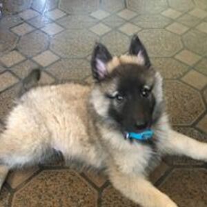 carneiroleena avatar