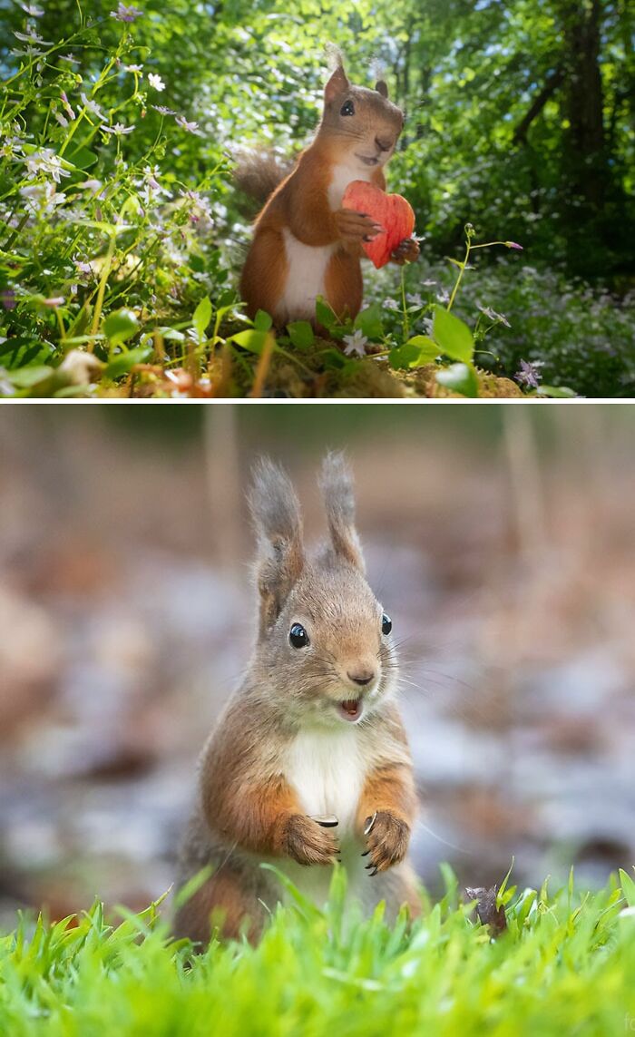 I’ve Spent A Couple Of Years Photographing Squirrels And Their Different Emotions