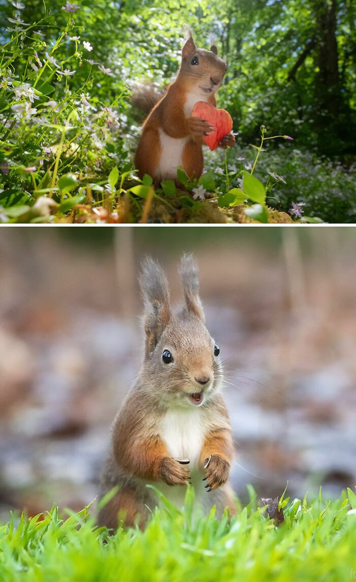 Squirrel in the forest