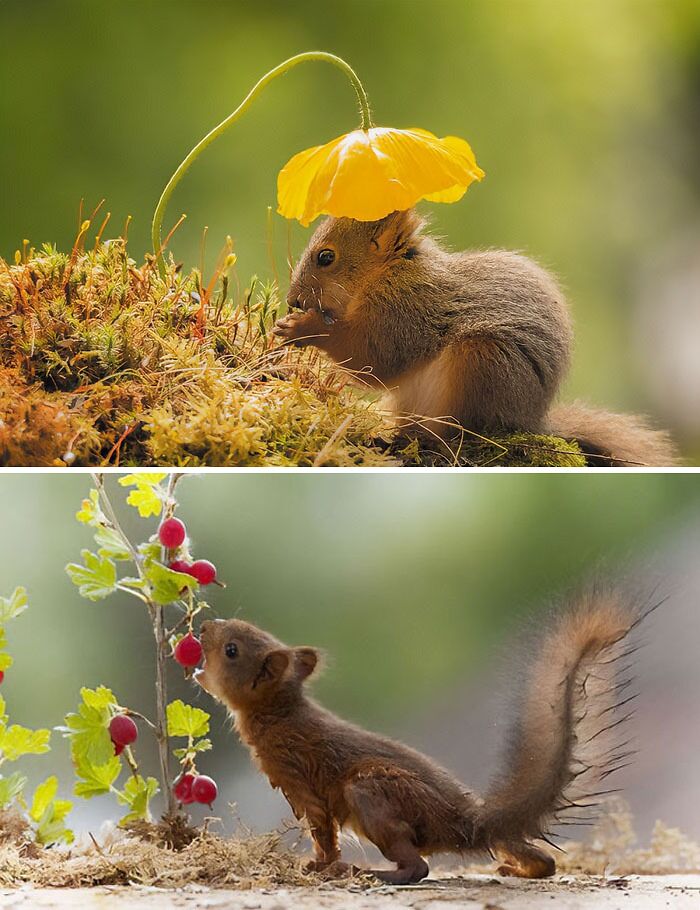 Photos of squirrel in the forest