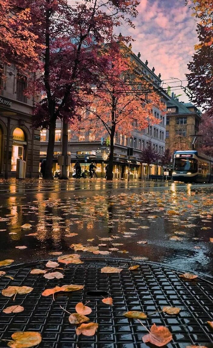 Fallen Leaves After The Rain