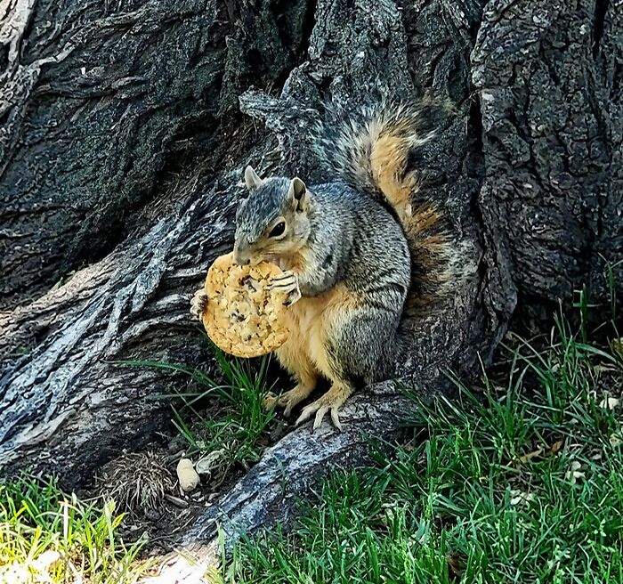Squirrel Just Vibing With A Cookie