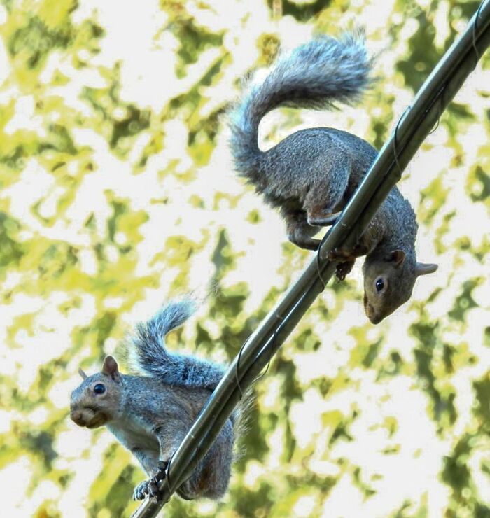 Double Squirrelly Fun! Lester And Lulester On The High Wires