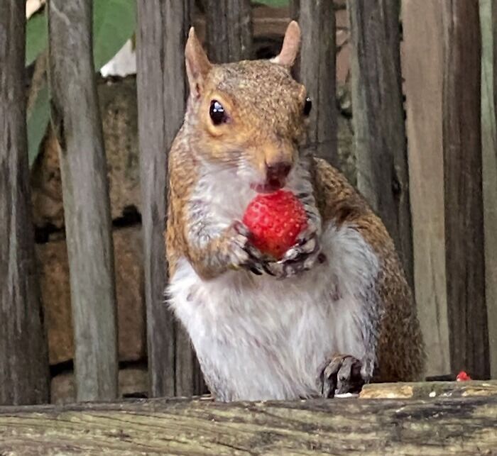 Saw A Squirrel With A Strawberry Yesterday